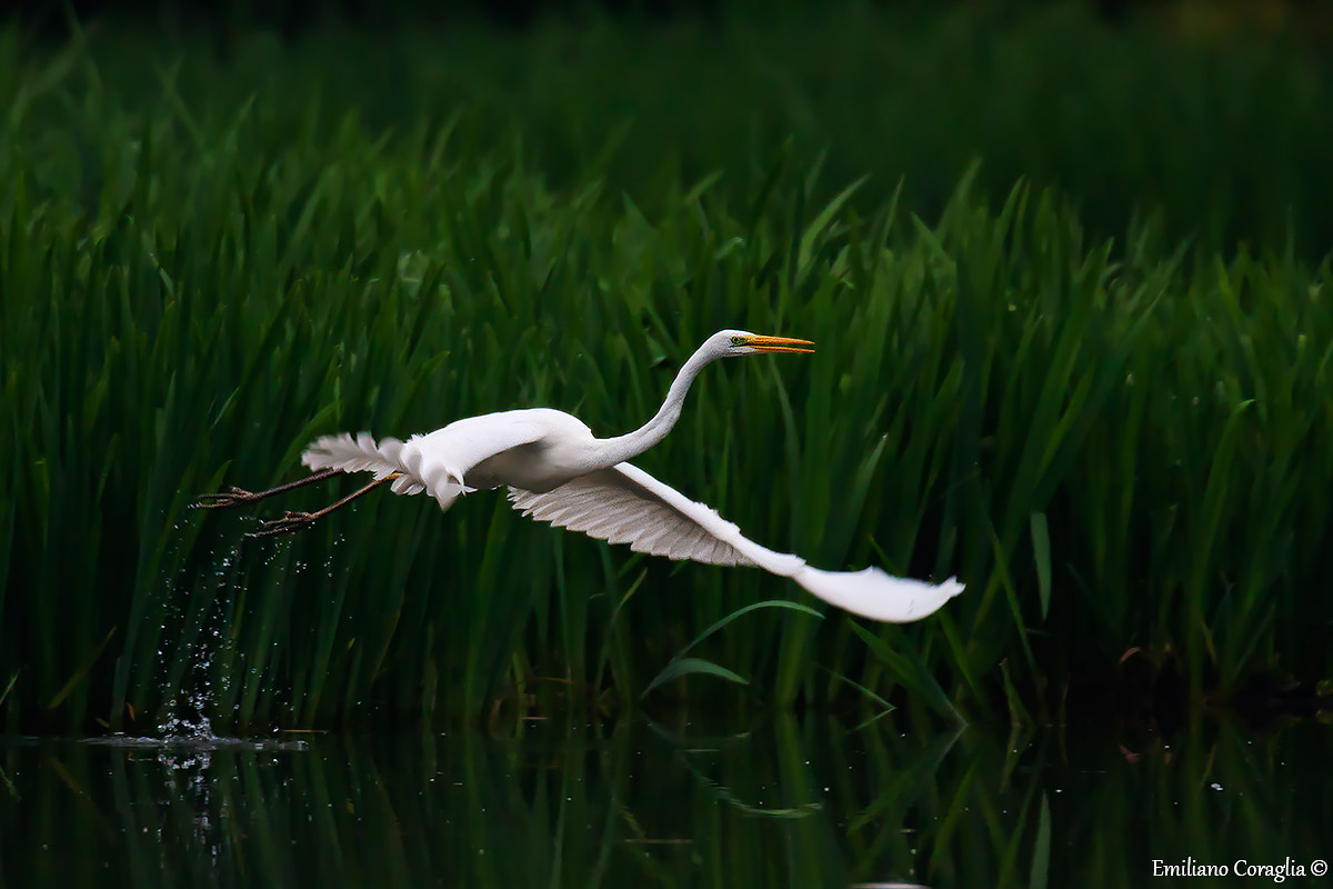Airone bianco