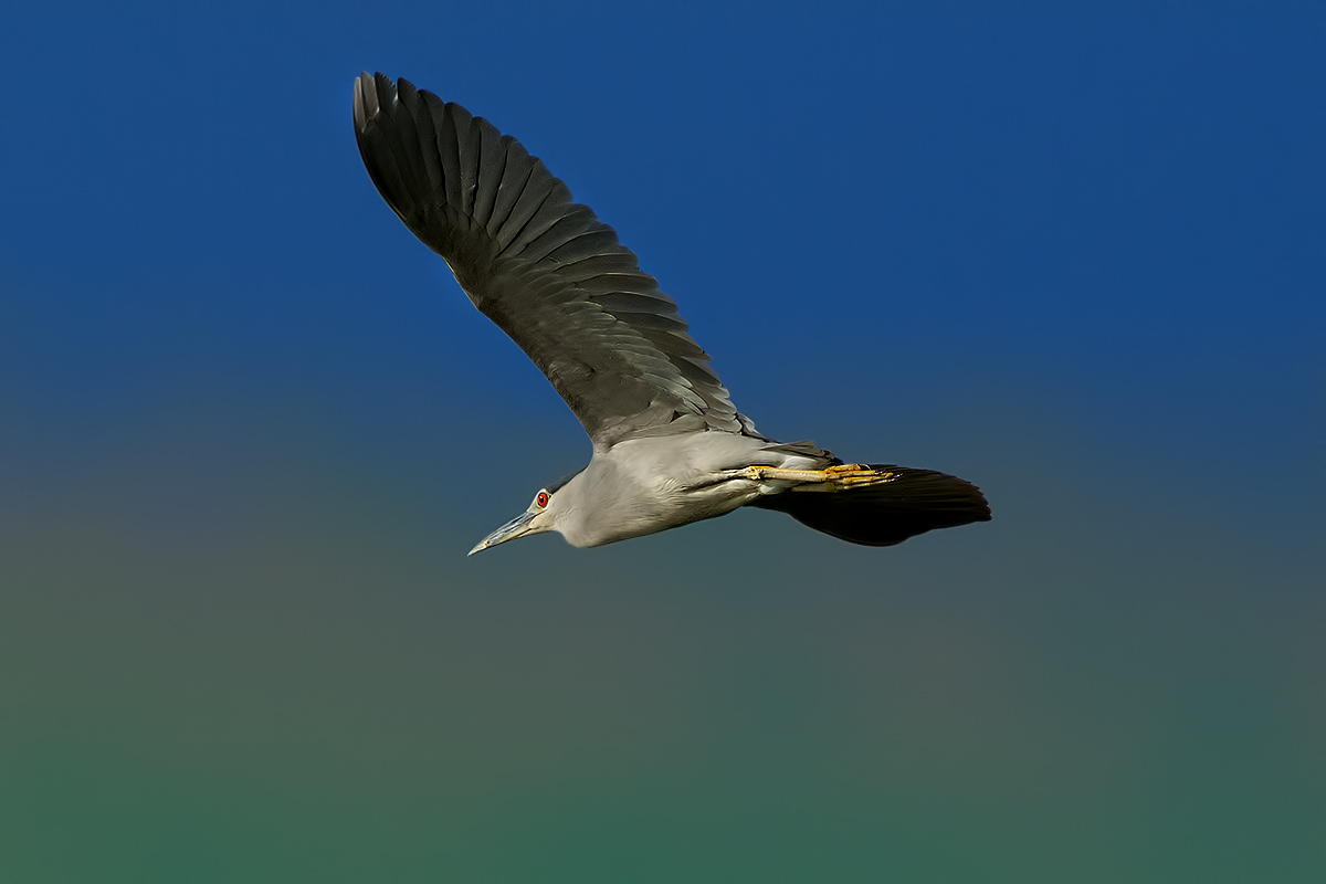 Nitticora adulta in volo..