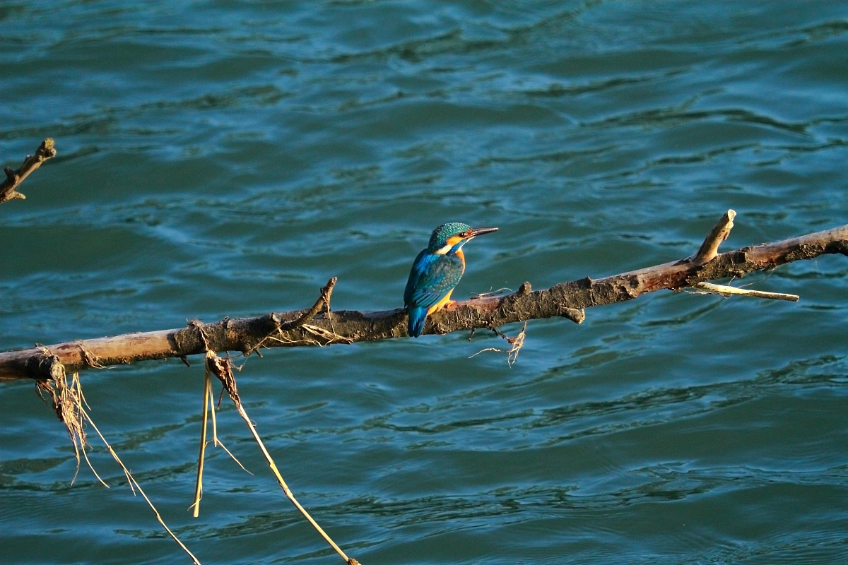 il mio primo martino