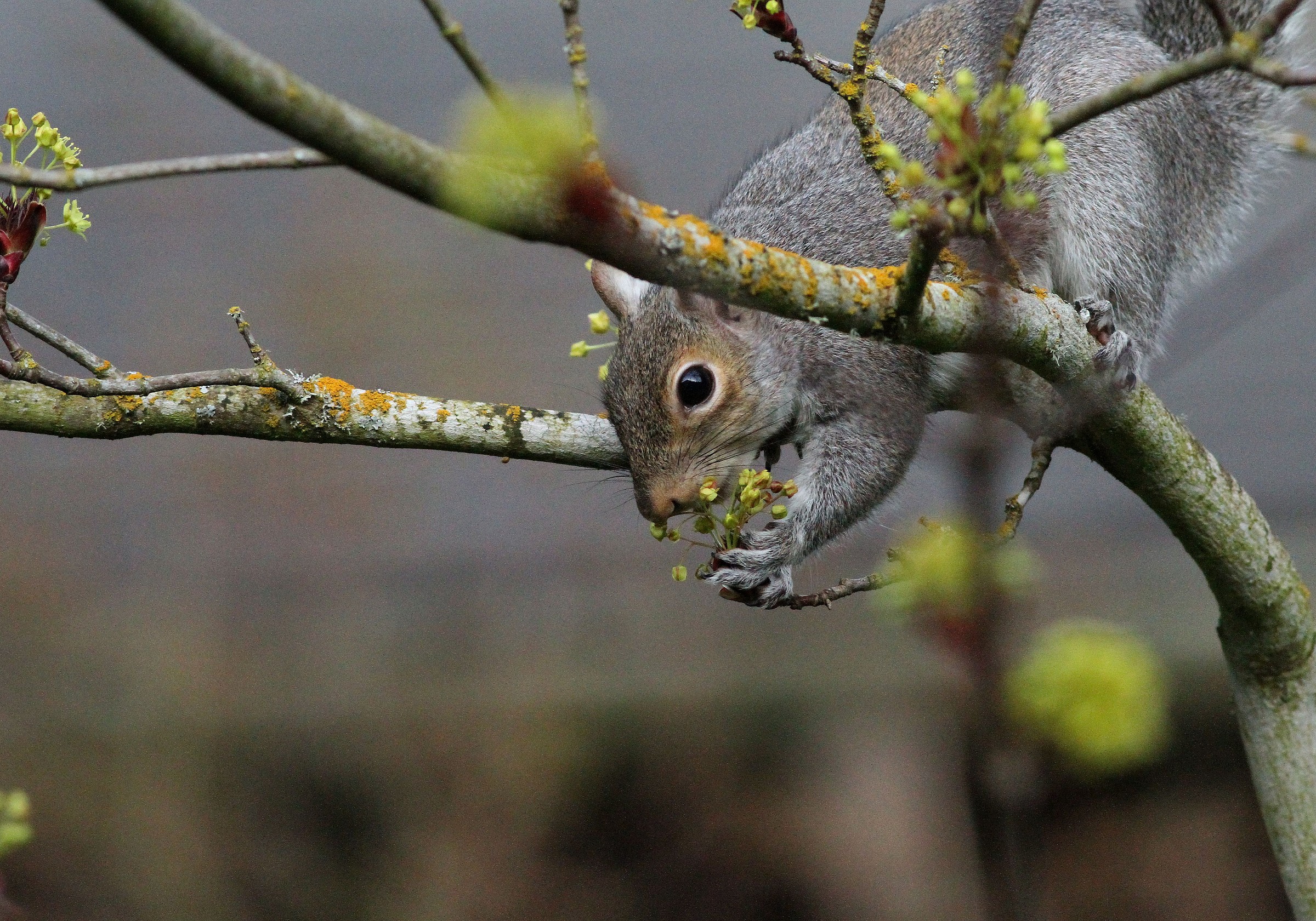 Maple Blossom Delight