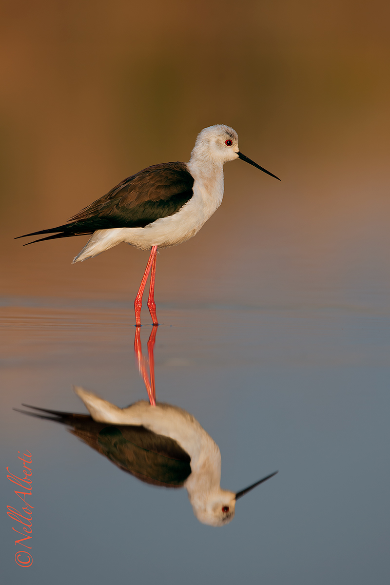 la magica luce dell'alba