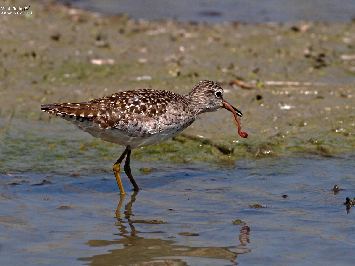 Piro piro boschereccio