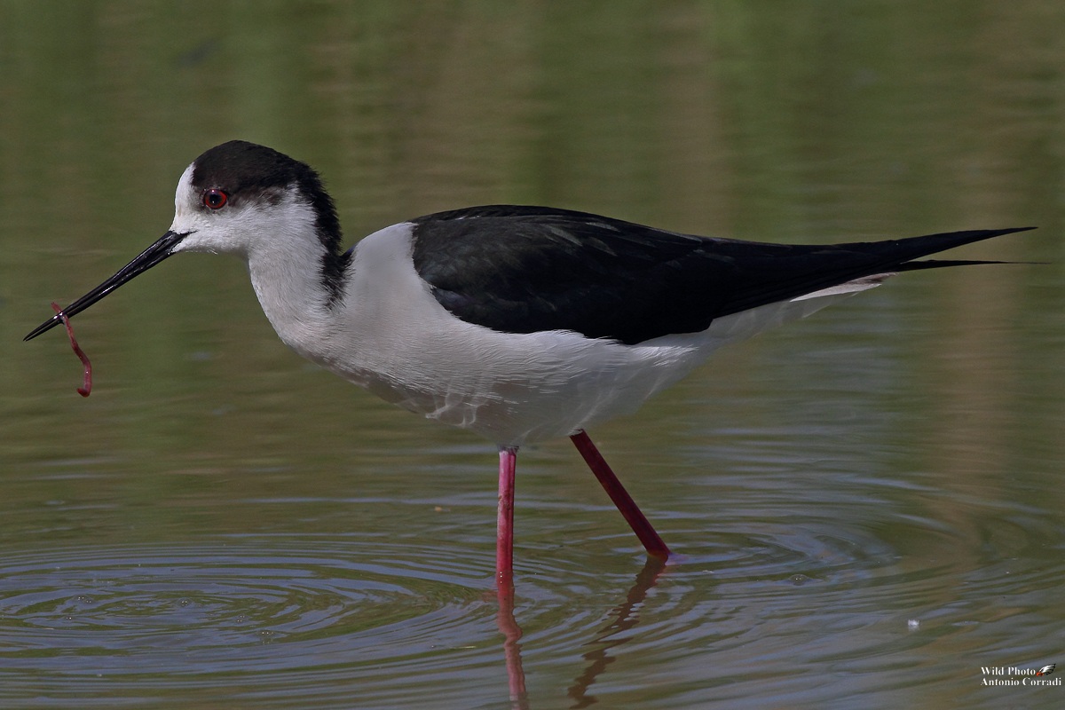 Cavagliere d' italia