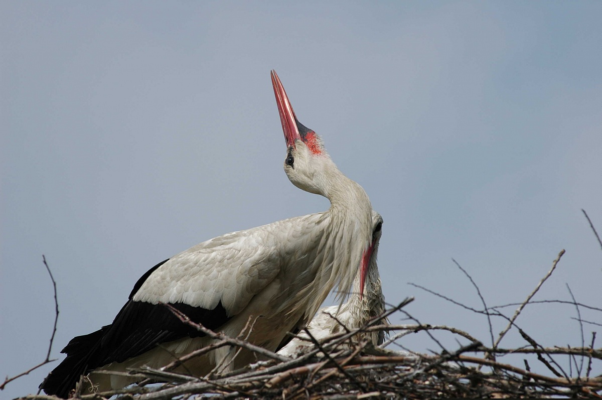 stork