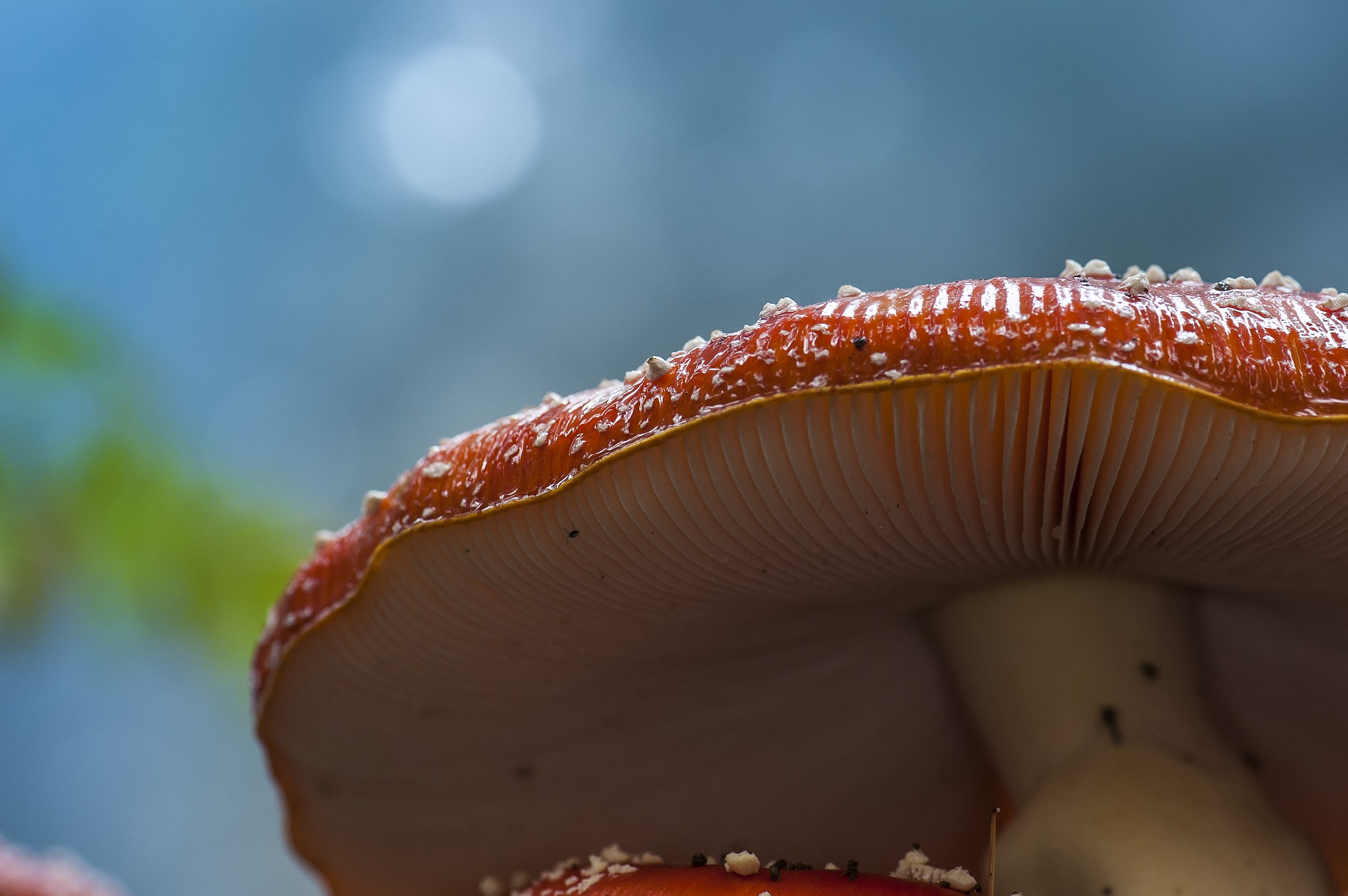 Amanita Muscaria