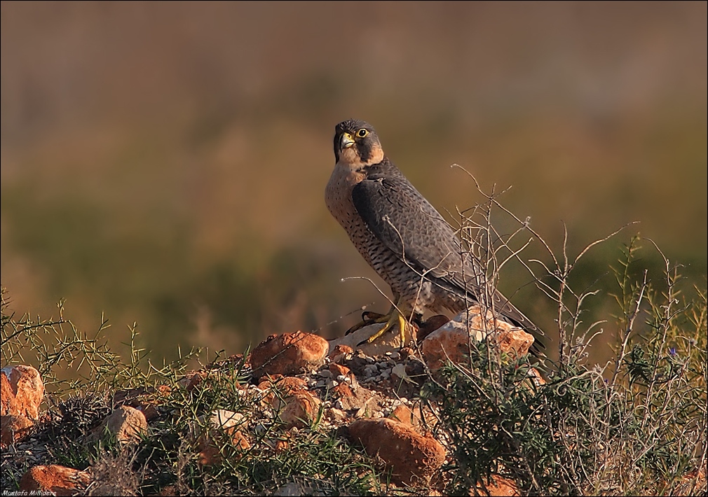 Peregrine Falcon ...