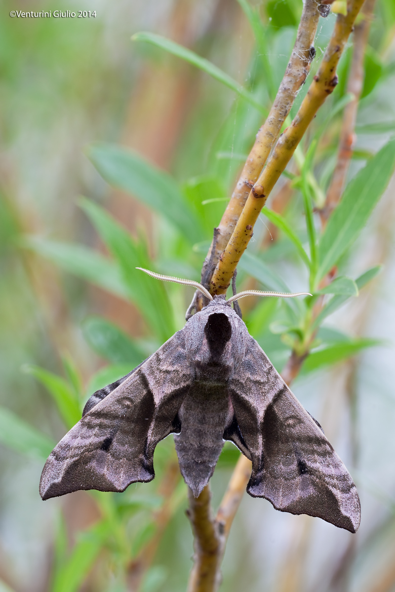 A beautiful moth