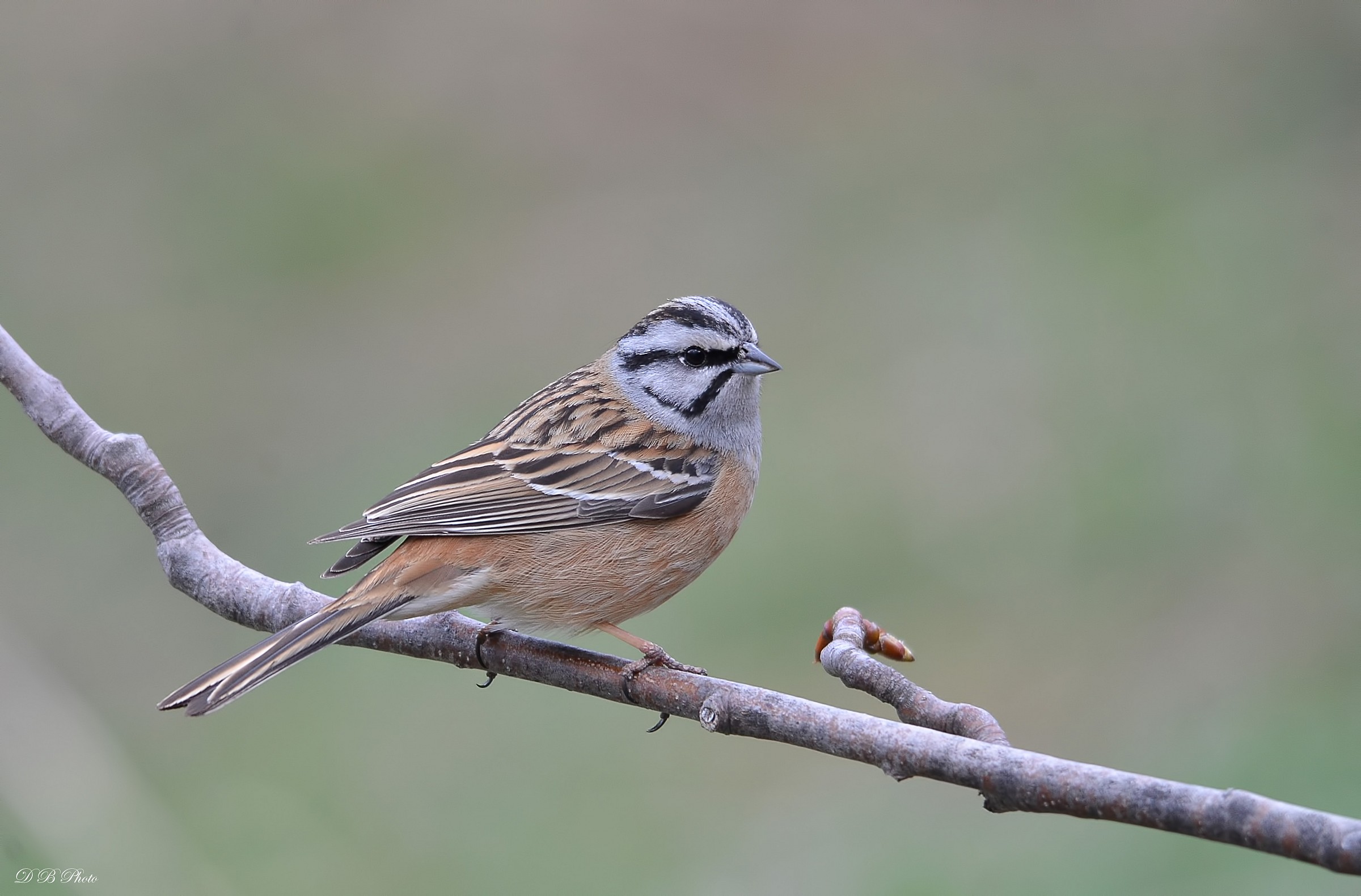 Zigolo muciatto (Emberiza Cia)