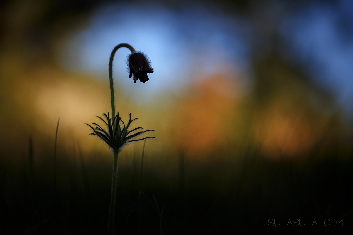 Piccolo Fiore Pasque | Repubblica Ceca