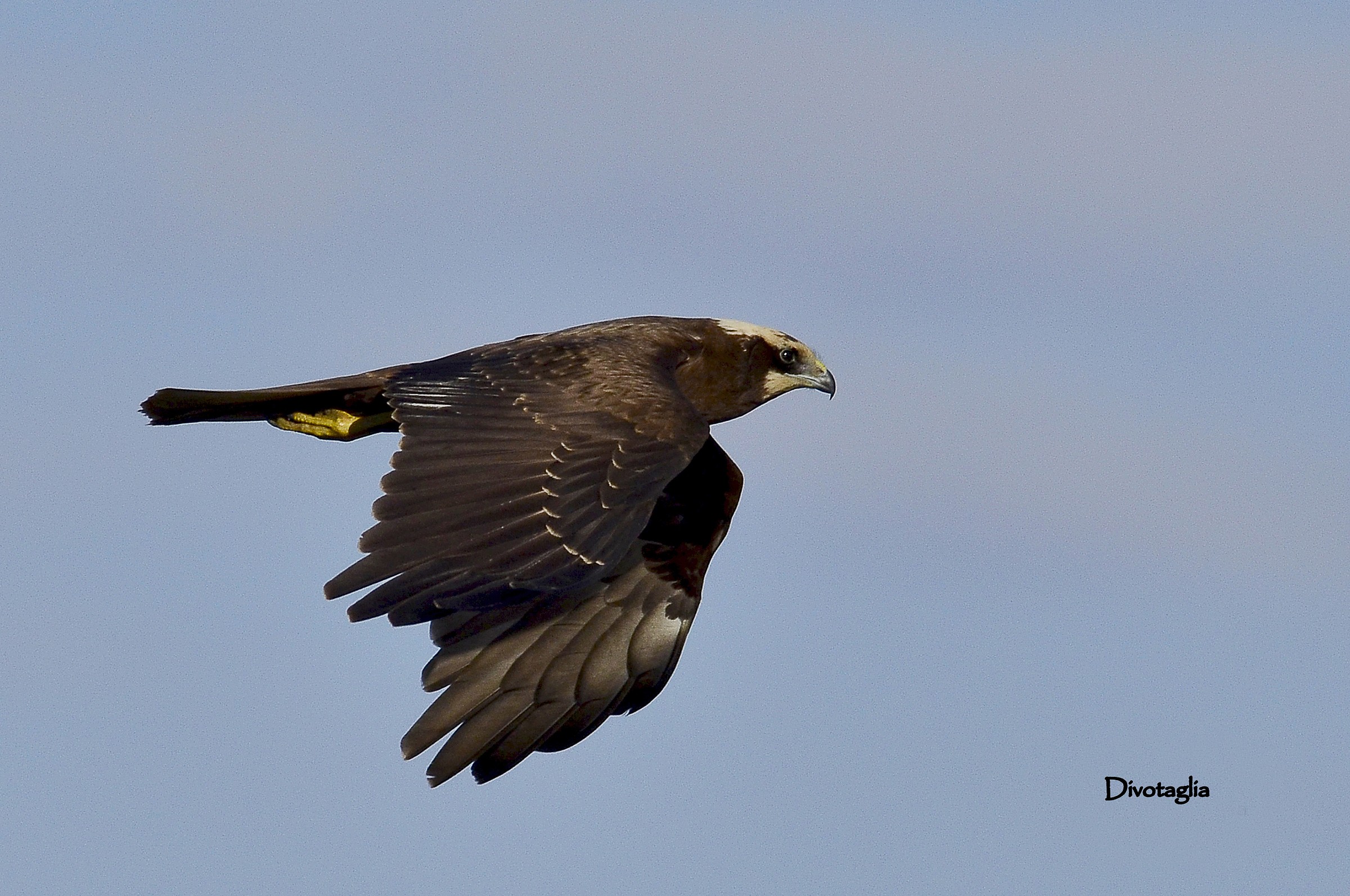 Falco di palude (Circus aeruginosus)