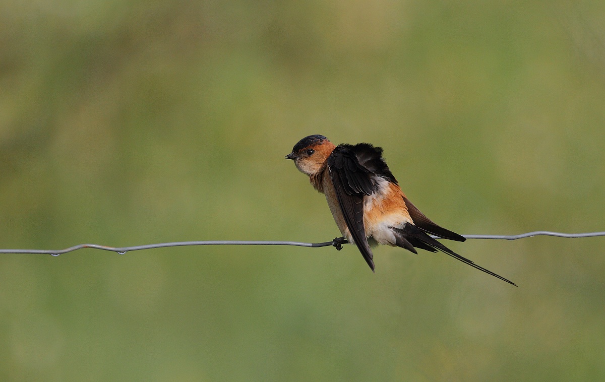 hirondelle rousseline