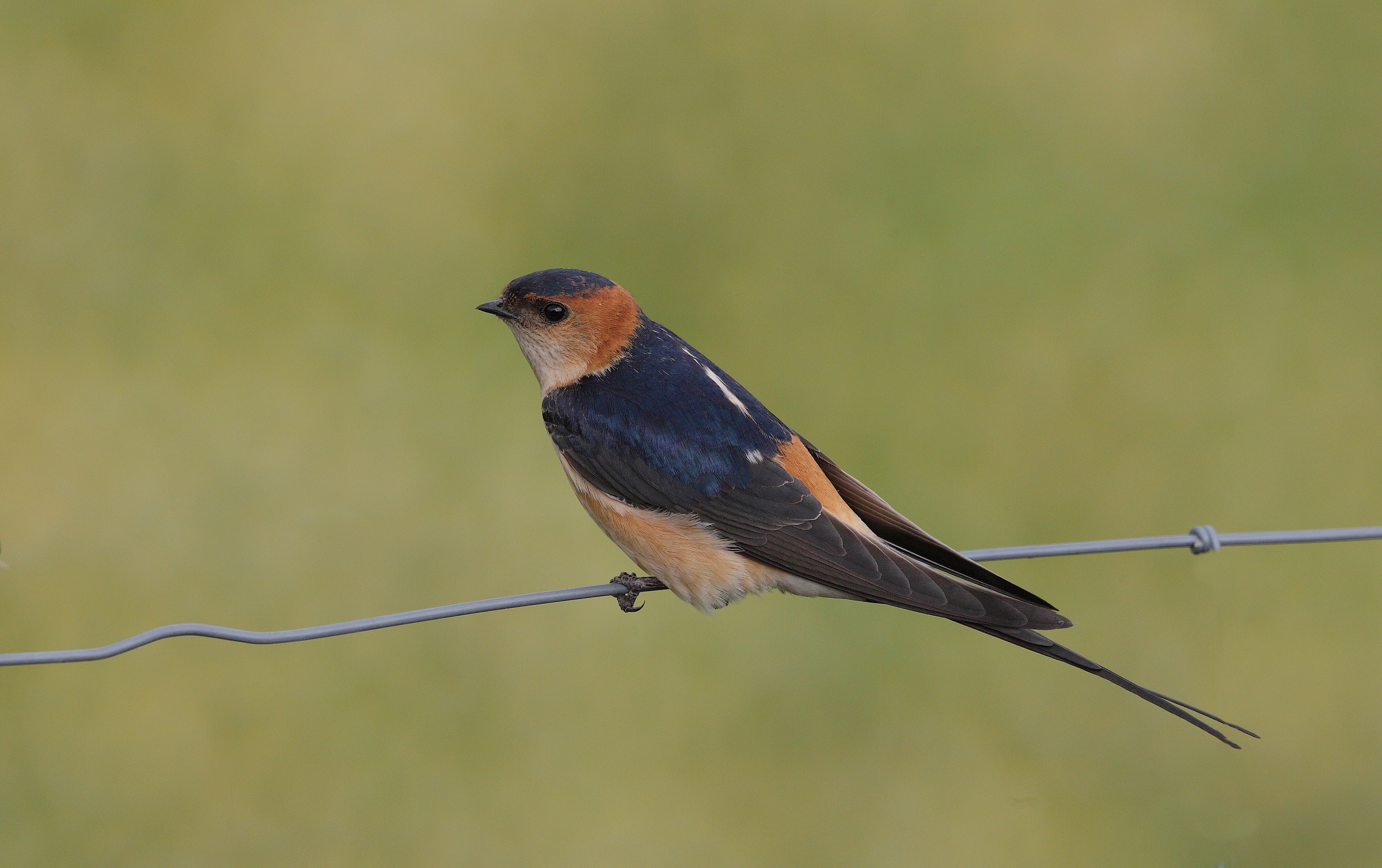 hirondelle rousseline