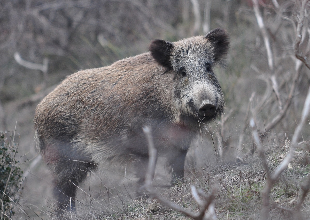 Cinghiale