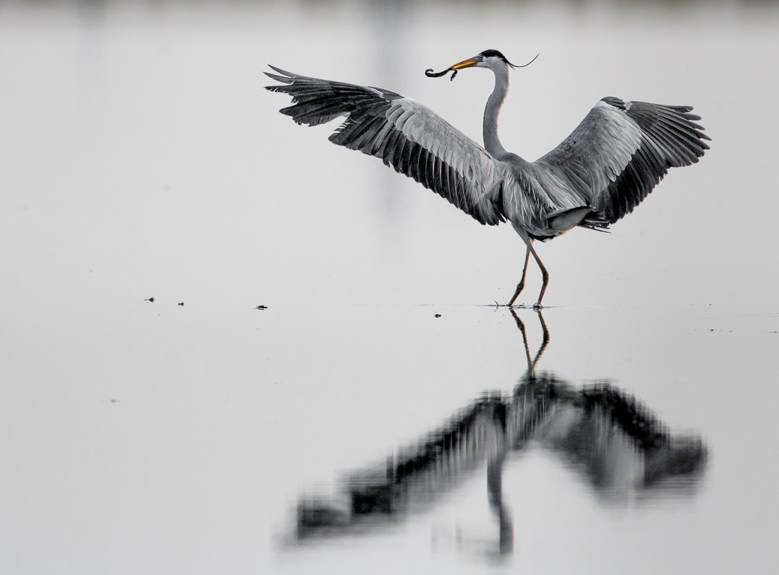 the dance of predator