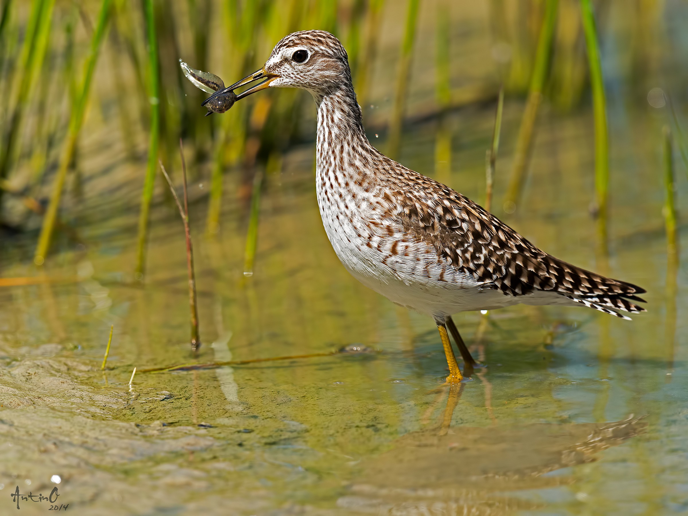 Piro piro boschereccio