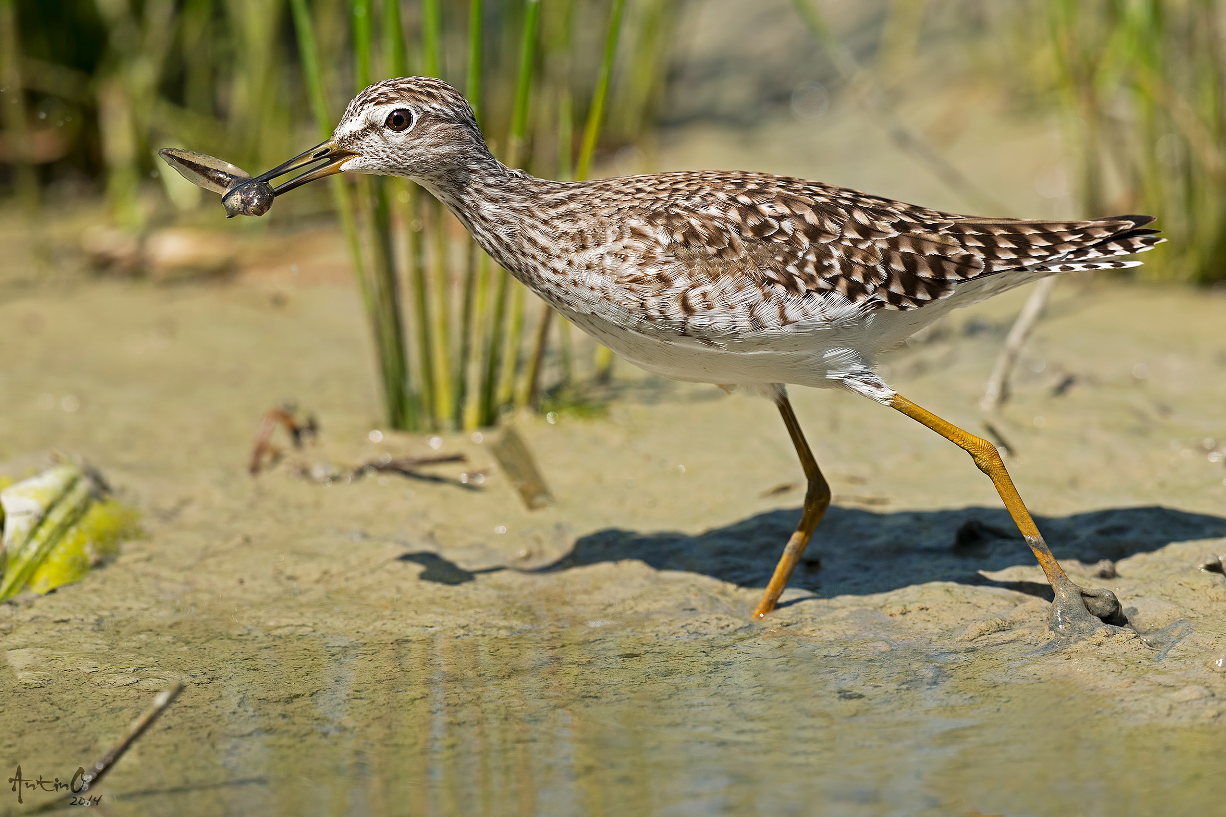 Piro piro boschereccio