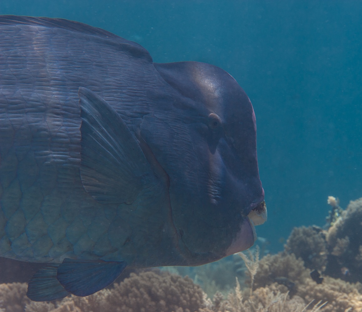 bolbometopon muricatum