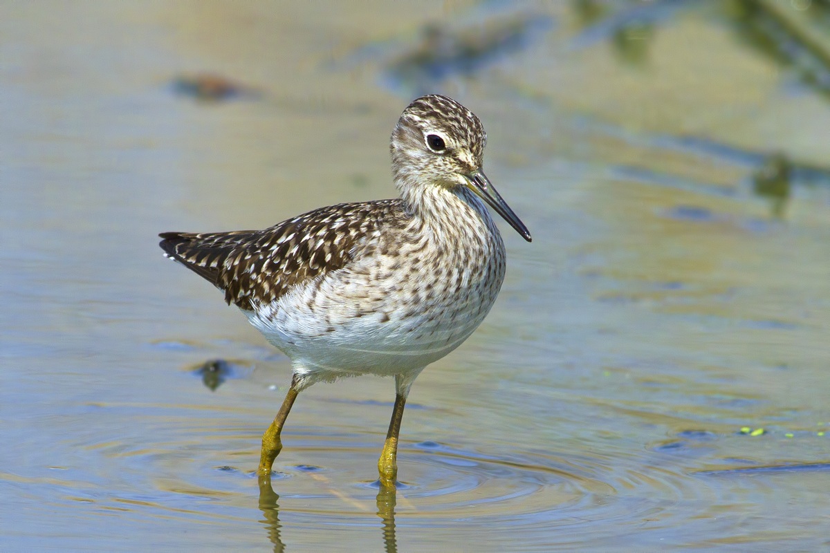 Wood Sandpiper