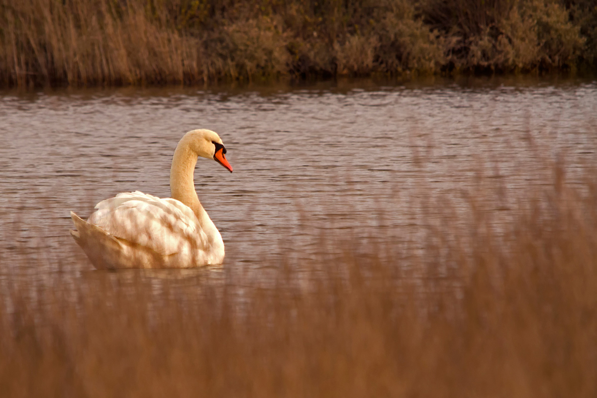 Swan