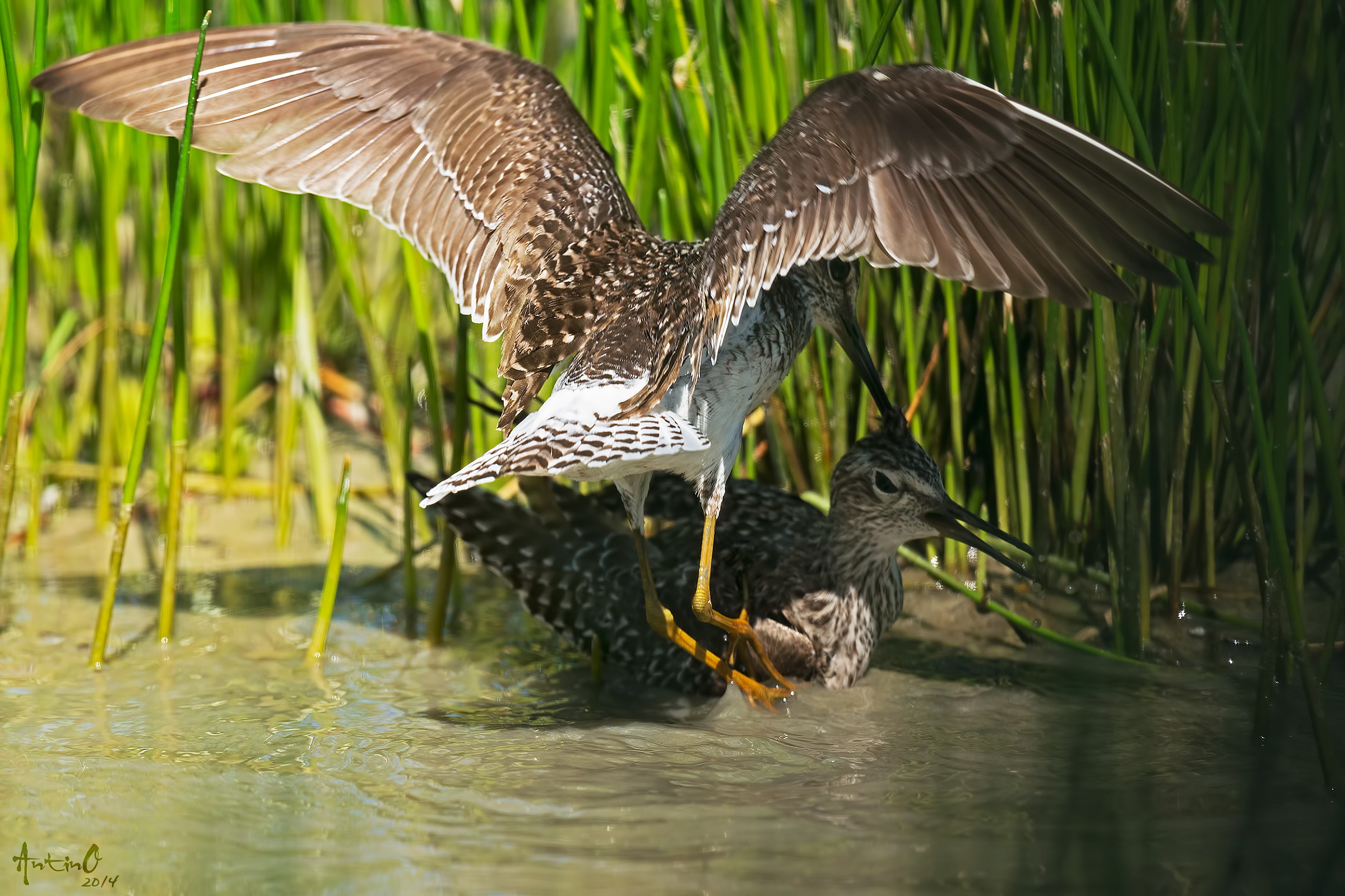 Piro piro boschereccio