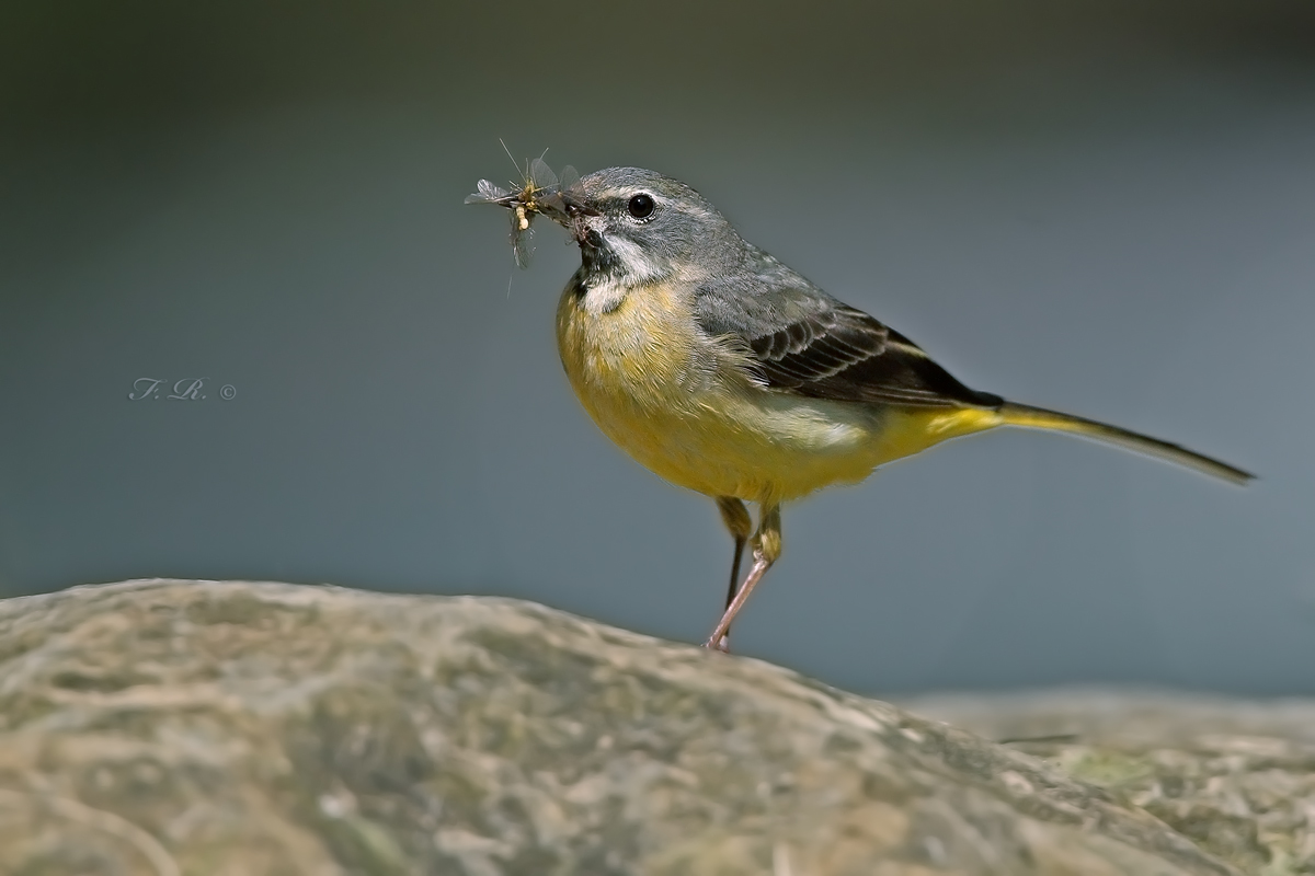 I keep beaks to feed