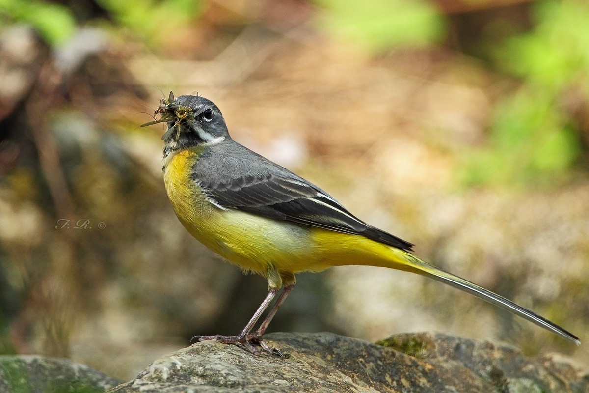 the rest is no photo