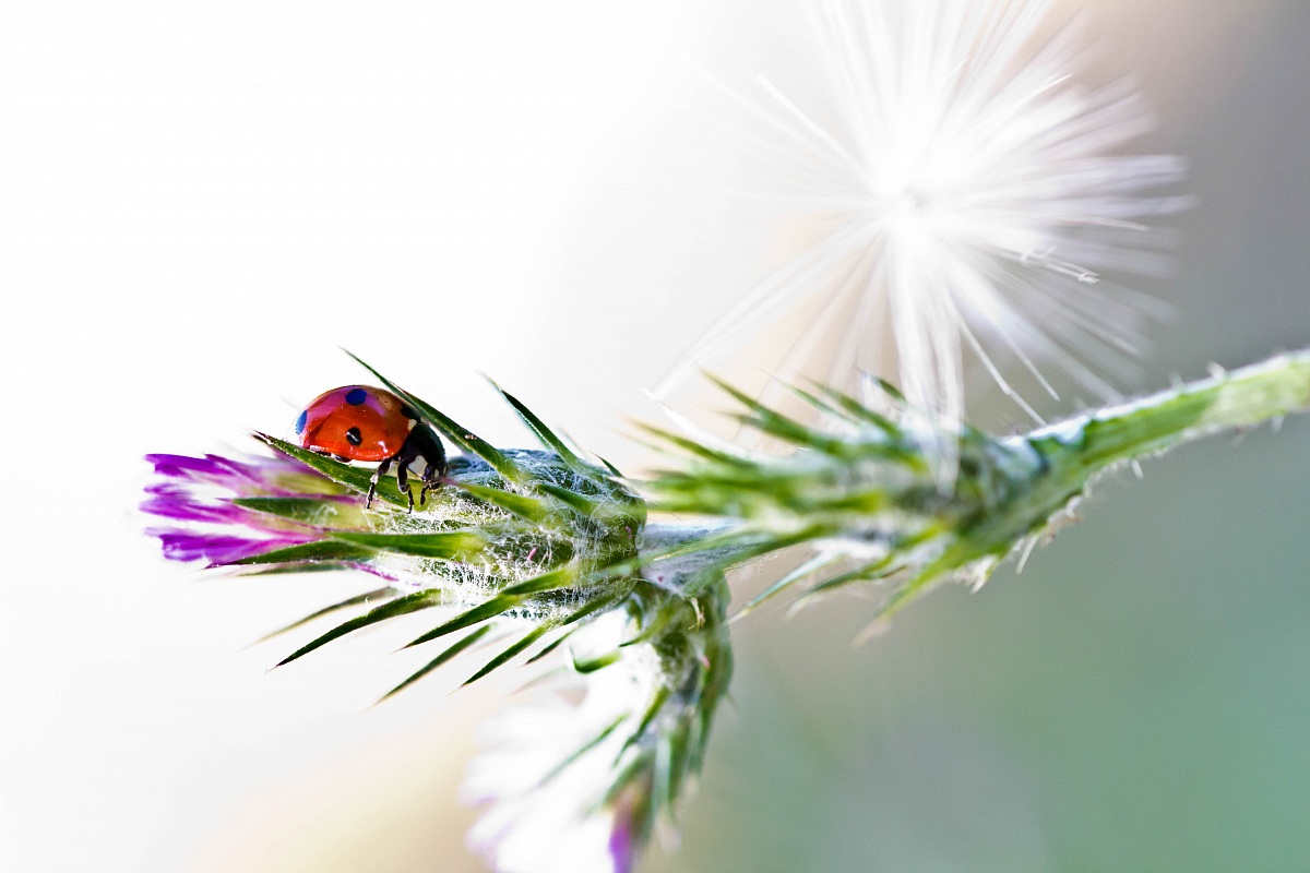abbassate le persiane .....