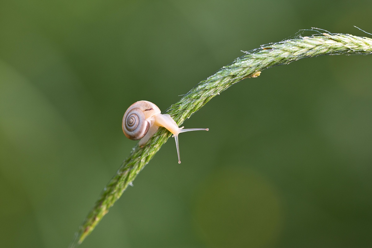 guarda come dondolo 2