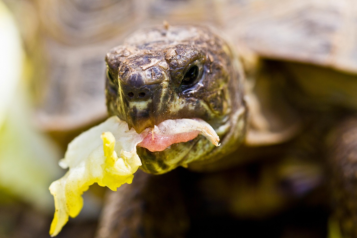 il letargo e' finito