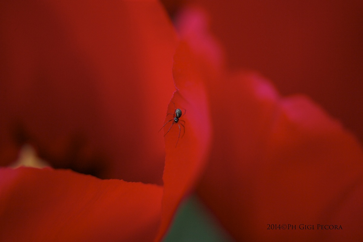 Mini Spider on a Macro