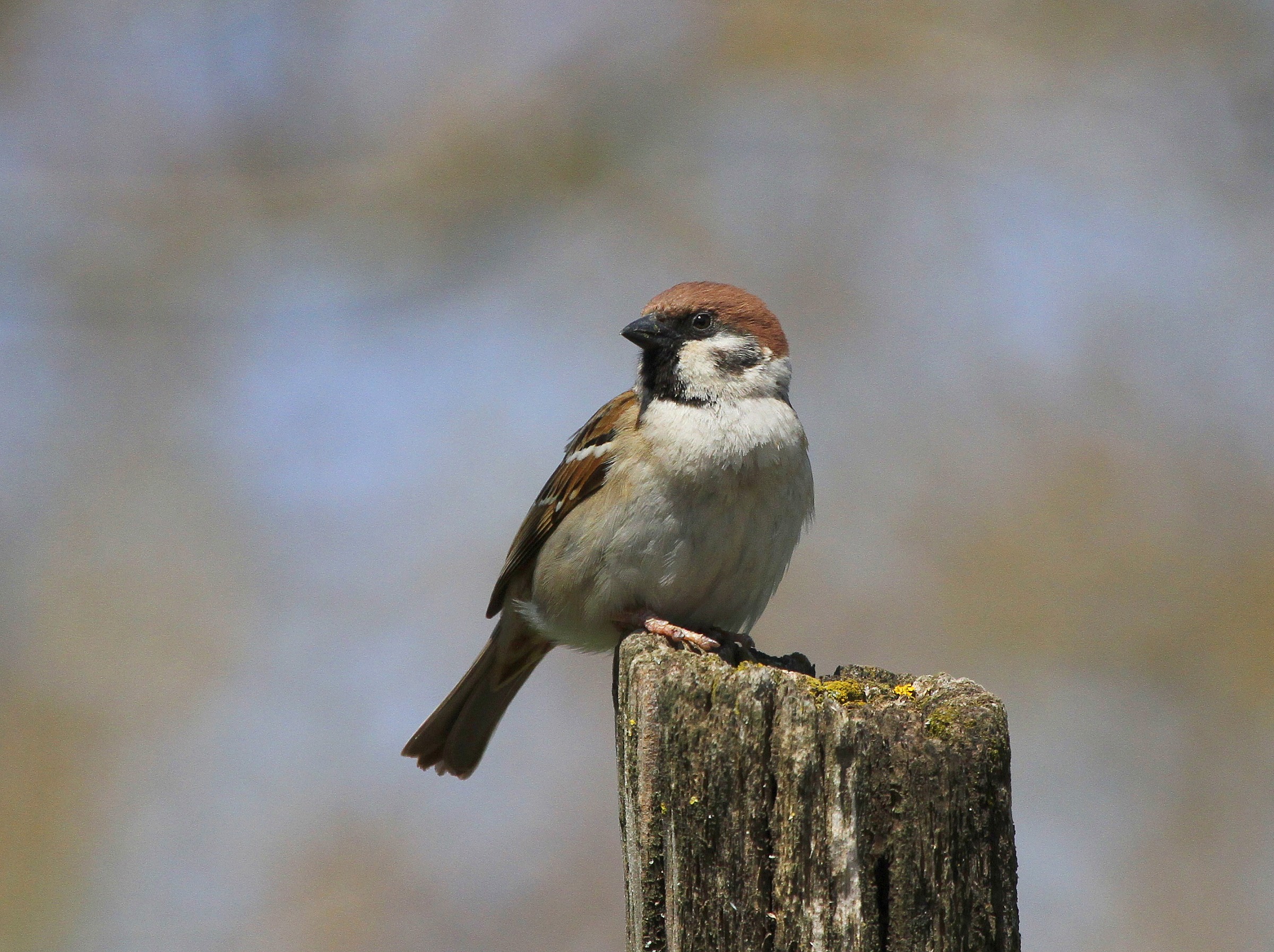 Tree Sparrow