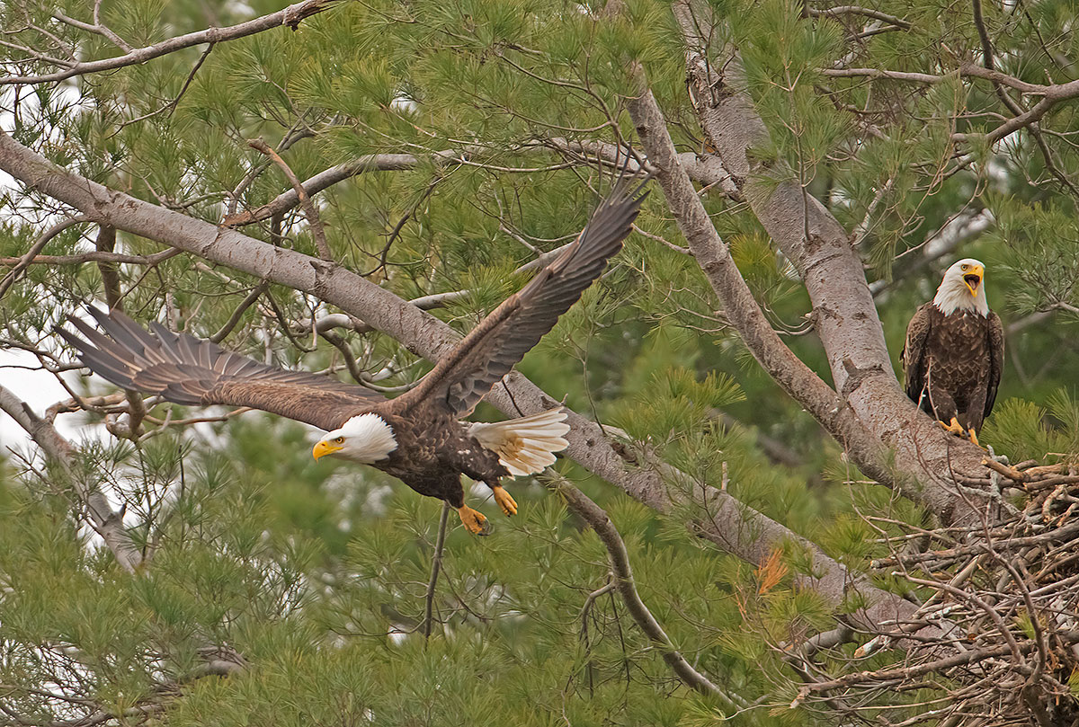 Bald Eagle