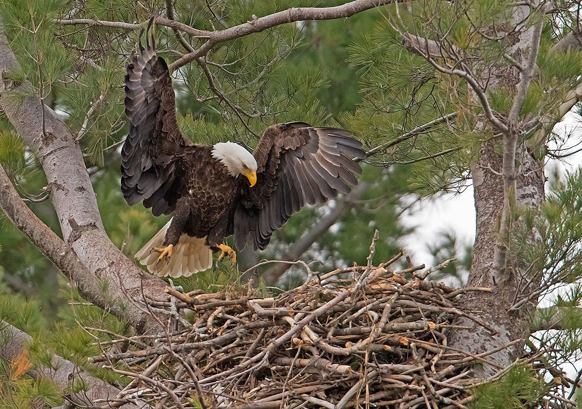 Bald Eagle