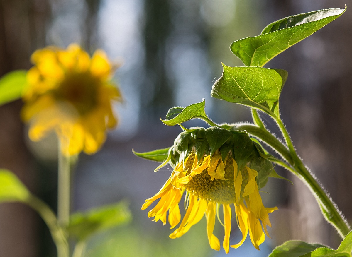 Sadness and happiness