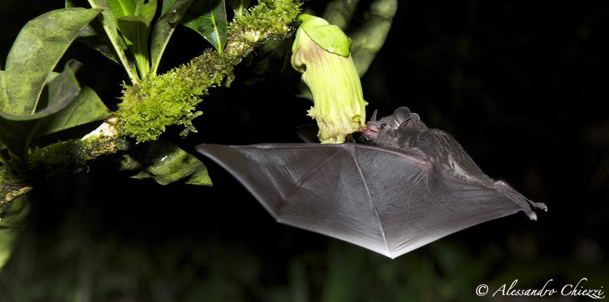 A shadow in the night