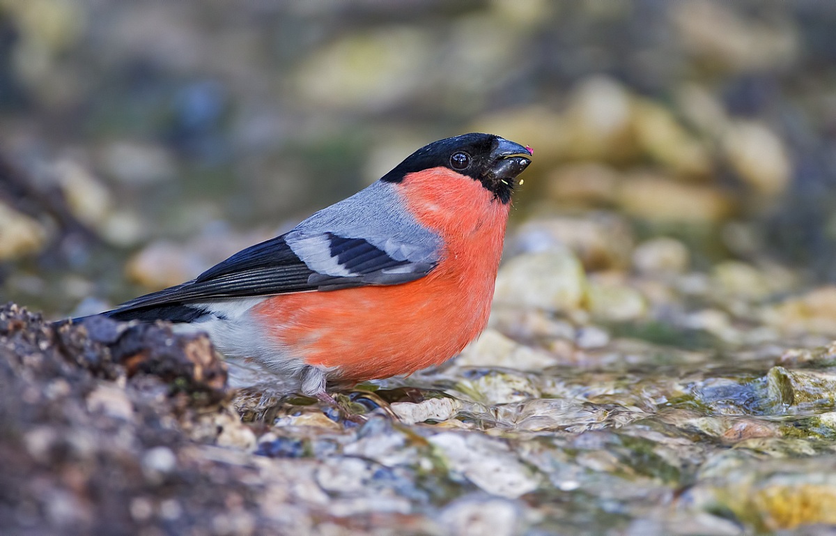 Bullfinch