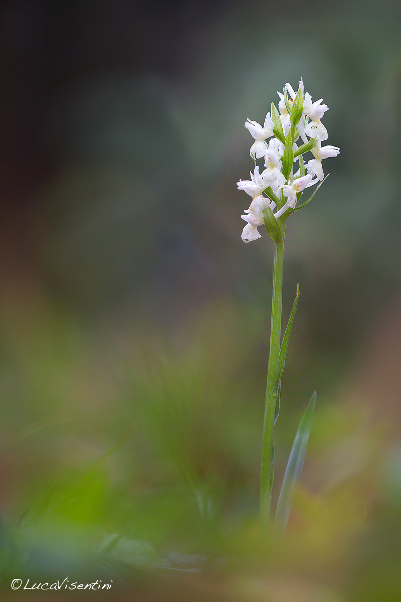 Dactylorhiza romana