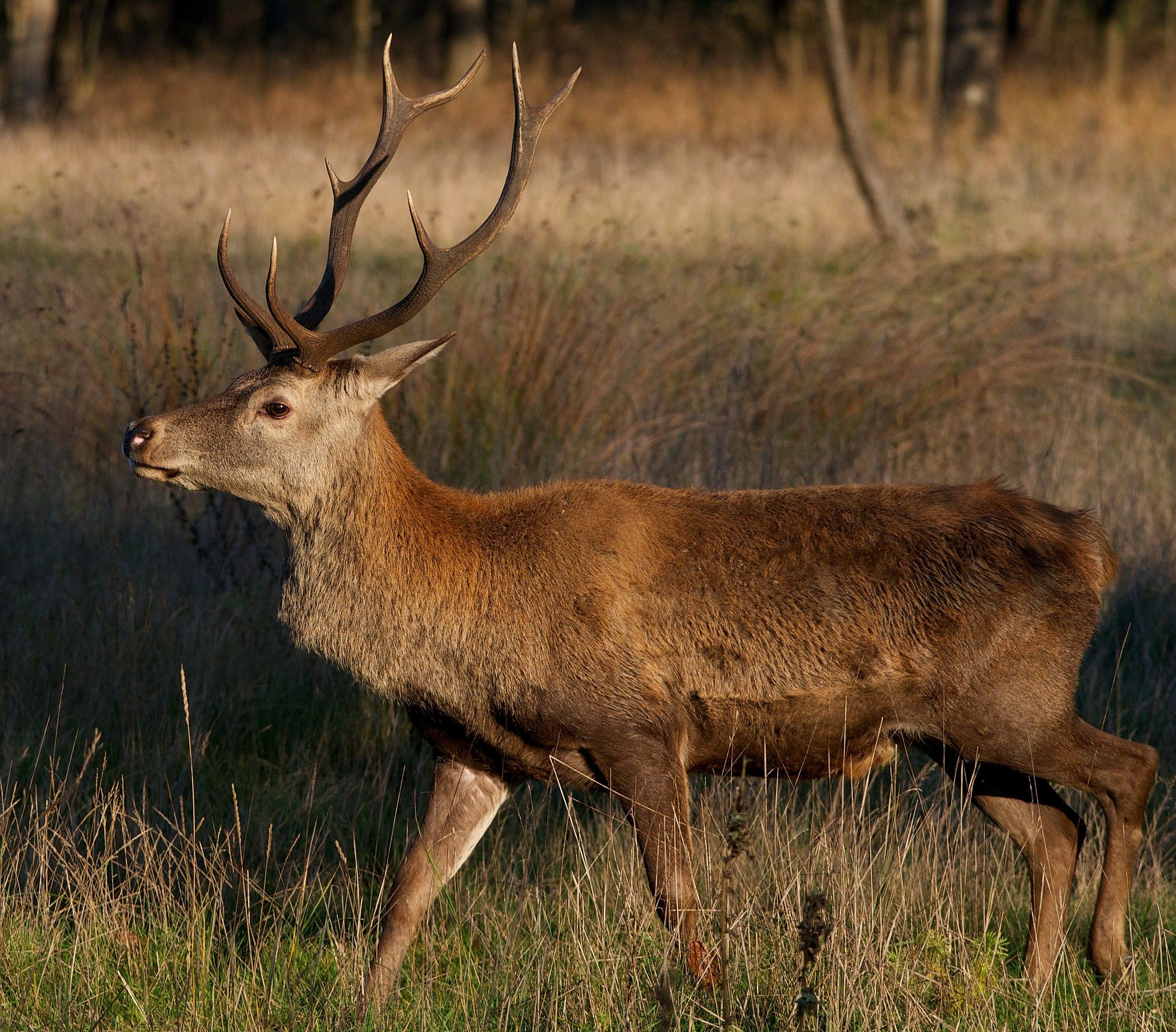 Cervo della Mesola 3