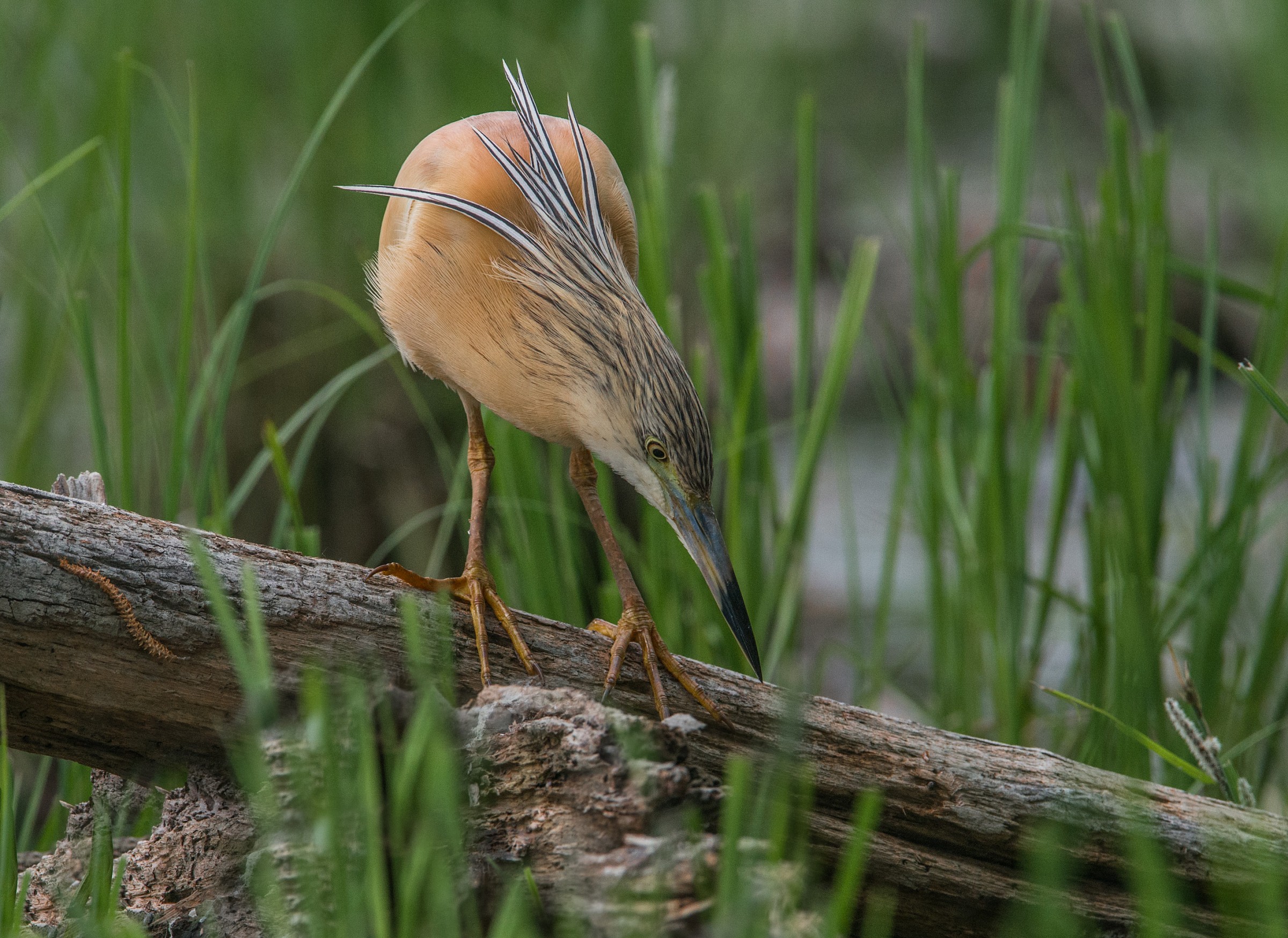 Sgarza ciuffetto in caccia