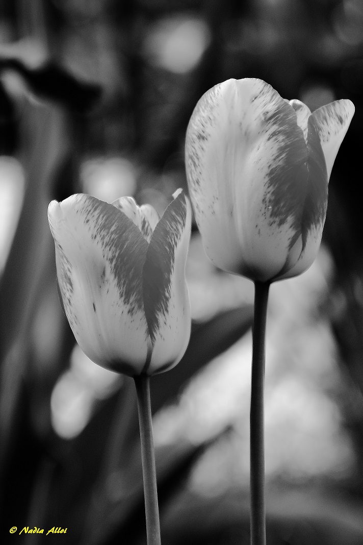 B&W Tulips