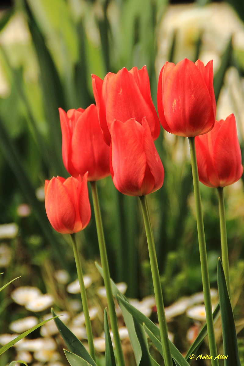 Red Tulips