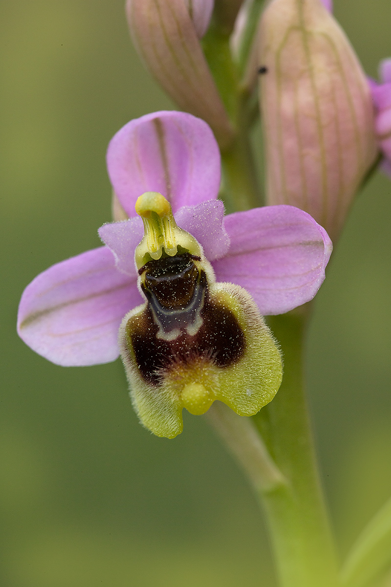Ophrys tenthredinifera