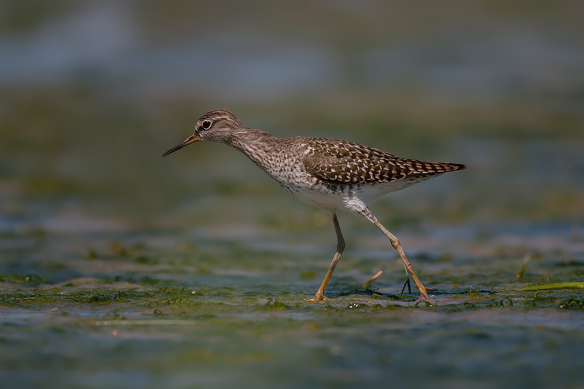 Piro piro boschereccio