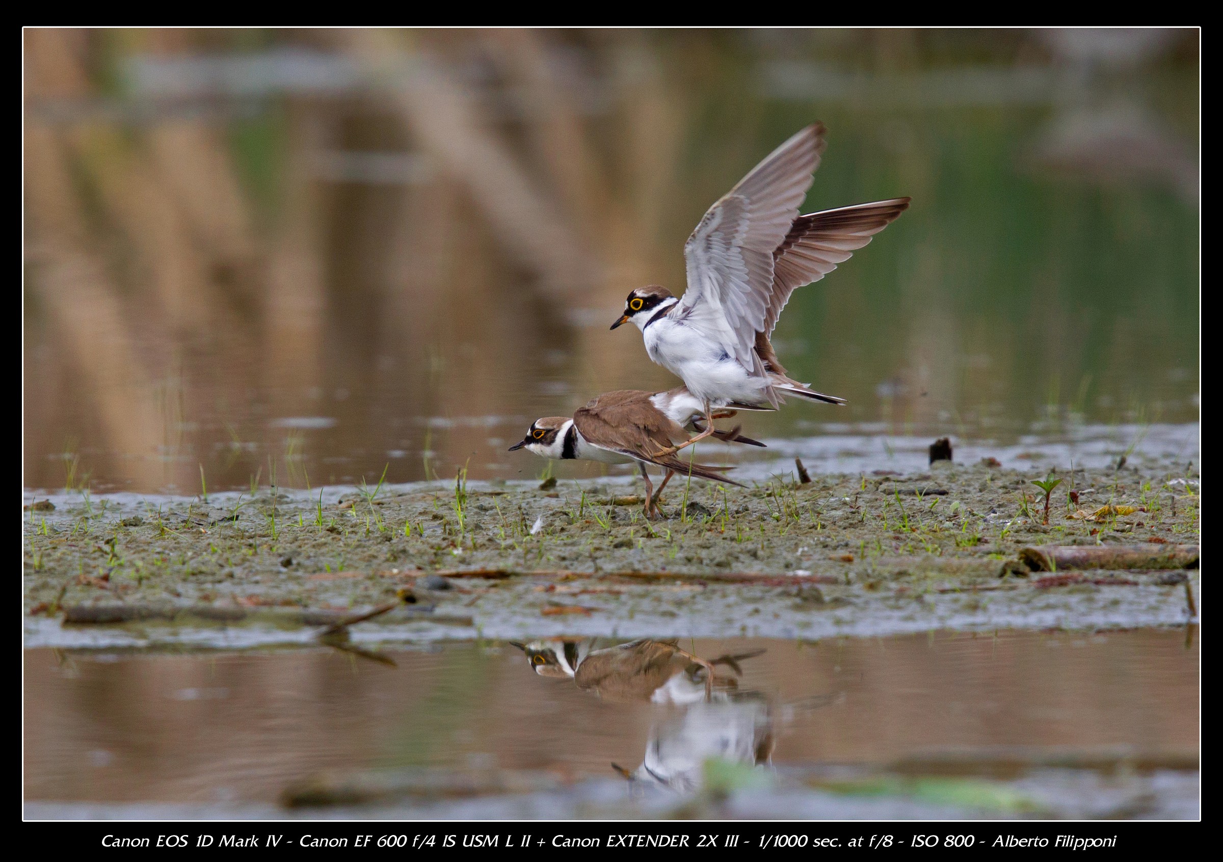 Pair of small couriers