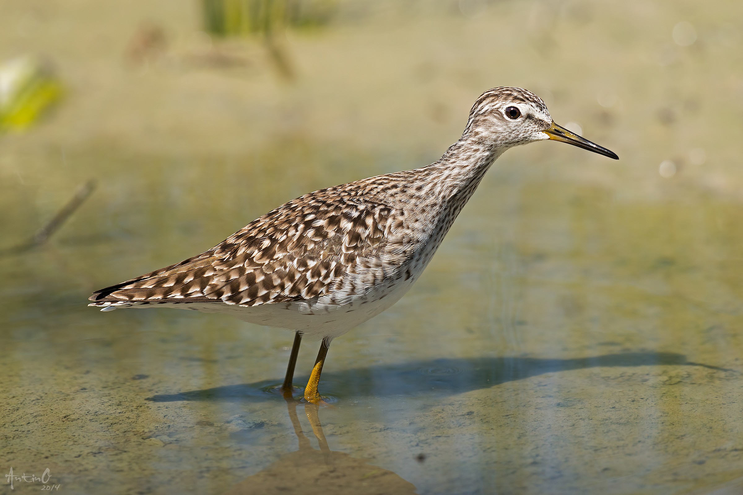 Piro piro boschereccio