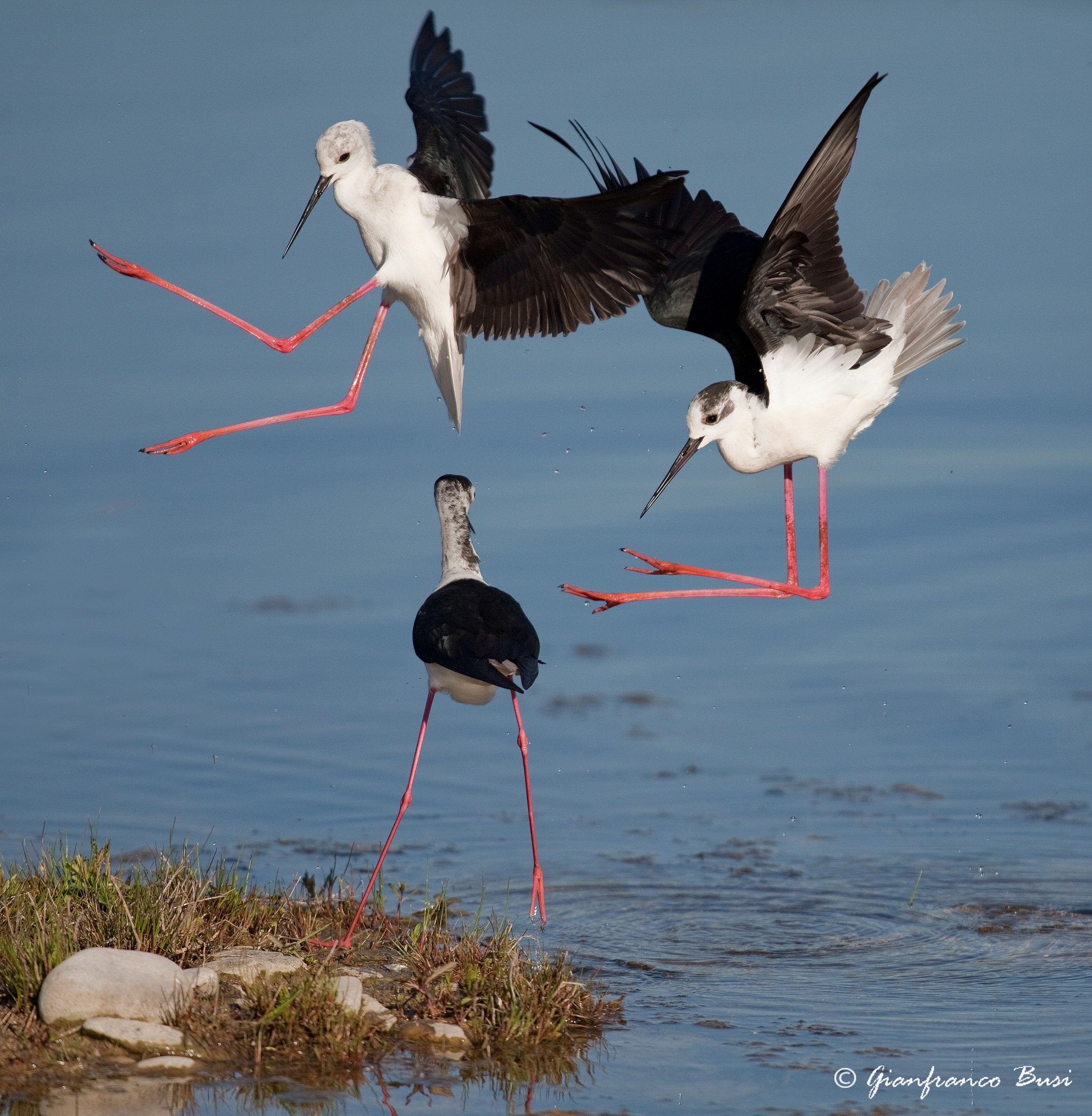 schermaglie tra cavalieri