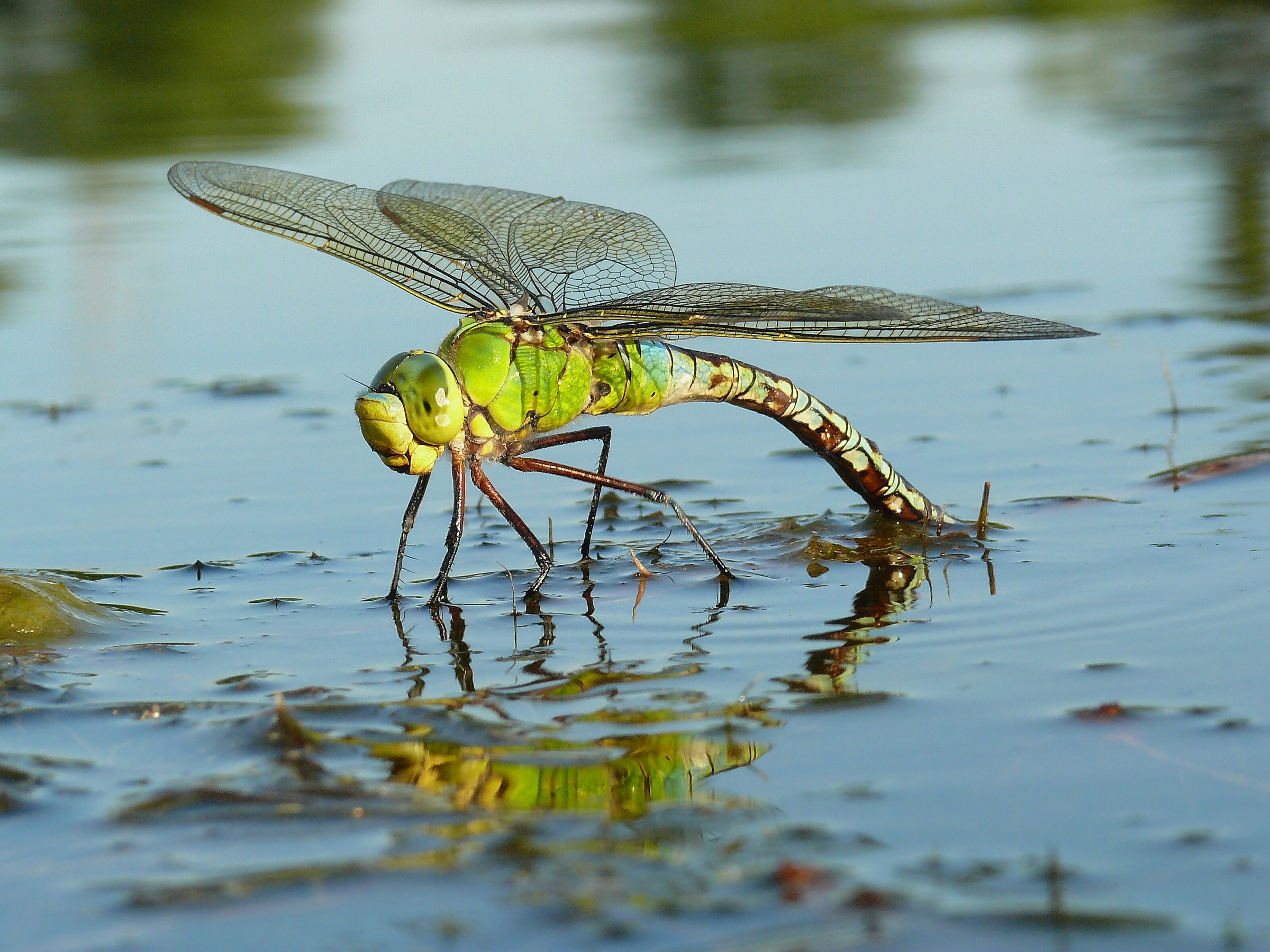 Anax Imperator