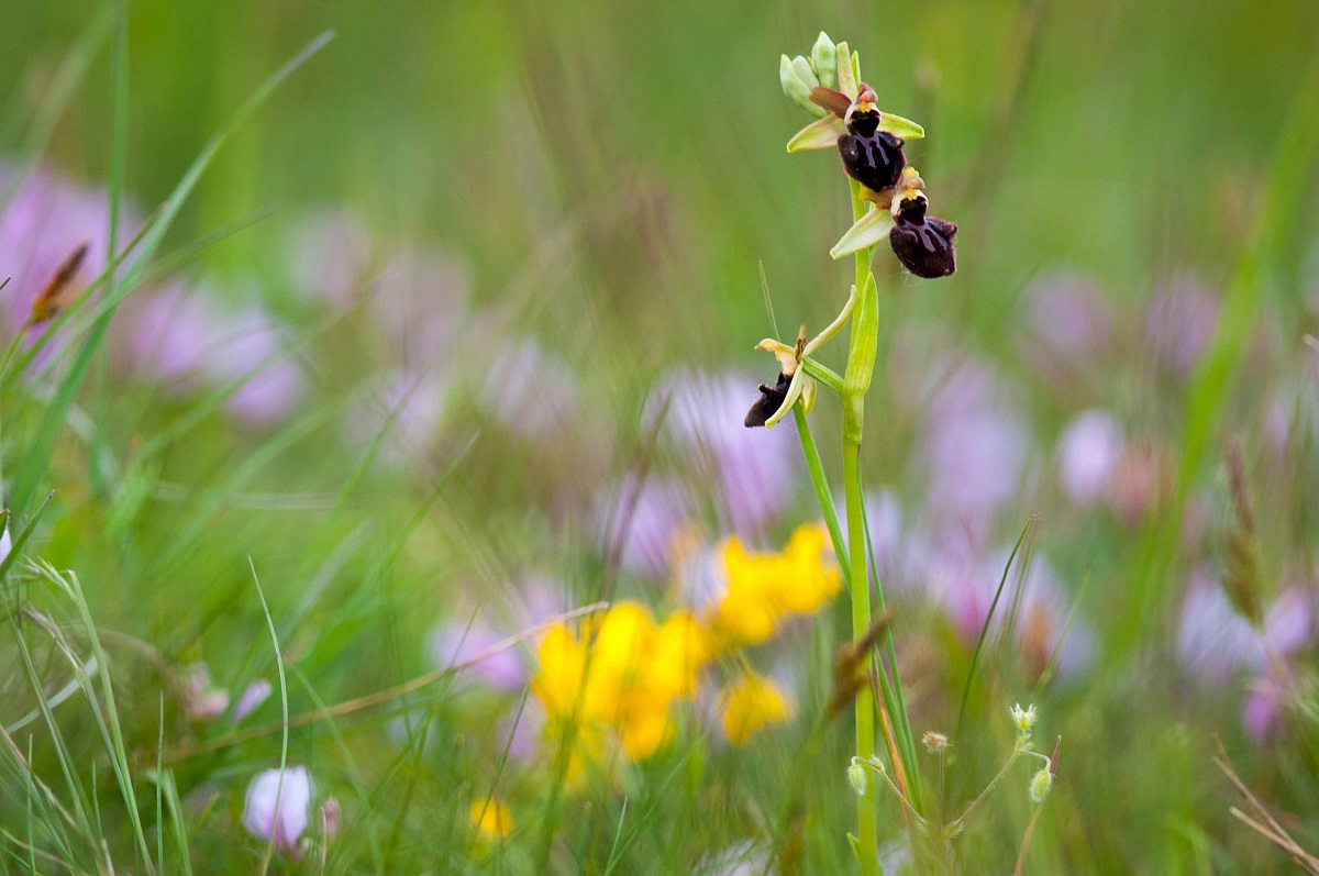 Ophrys Sphegodes