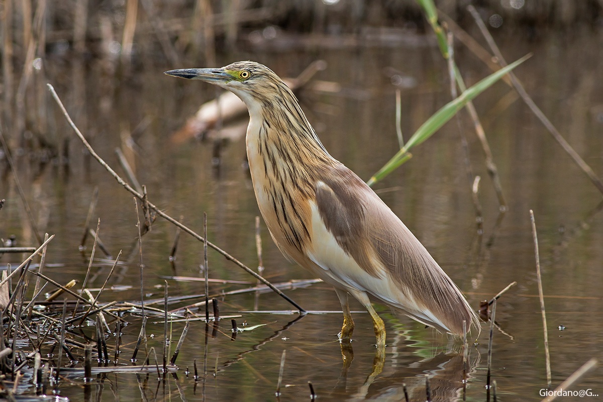 Prima Sgarza del 2014