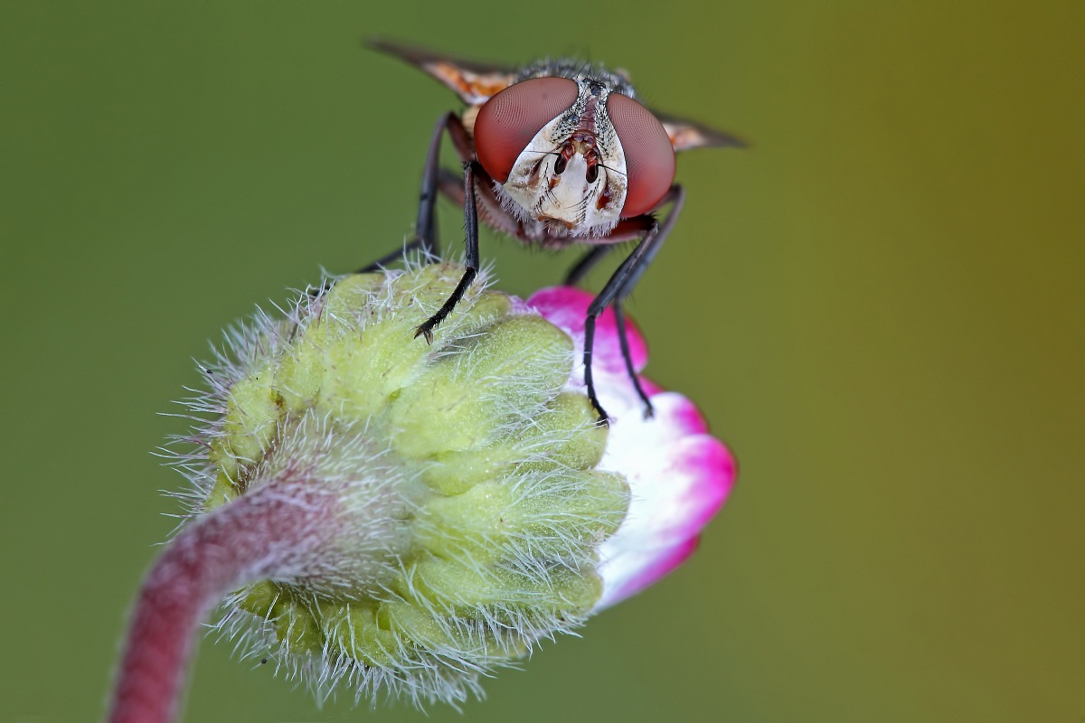 Let's look In Your Eyes!